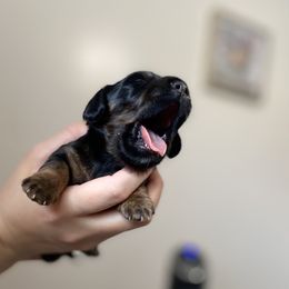 Dachshunds from Briana's Dachshunds