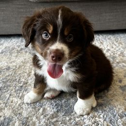 Baloo - male Australian Mountain Doodle puppy in Culpeper, Virginia from Hazel River Doodles