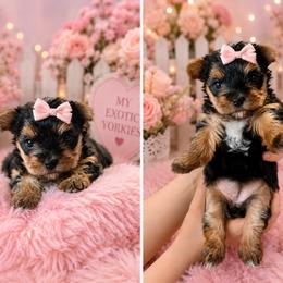 Hope - Black and tan female Yorkshire Terrier puppy in Parma, Ohio from My Exotic Yorkies LLC