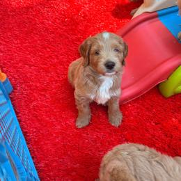 Blue collar boy - Cream male Labradoodle puppy in Pollock Pines, California from Goindoodles