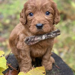Cavapoo, Maltipoo, and Poodle Puppies from My Sweet Poodles and Doodles