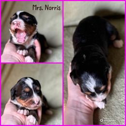 Mrs. Norris - Black rust and white female Bernese Mountain Dog puppy in Merrill, Michigan from Happy Tails Family Farm