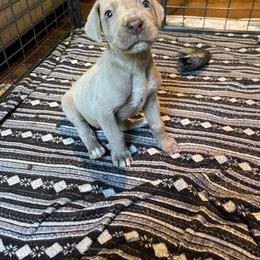 Great Dane Puppies from Starlight Danes