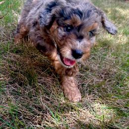 Aussiedoodle Puppies from Dogwood Family Doodles