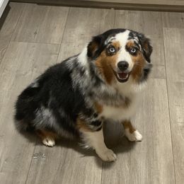 River - Toy Australian Shepherd