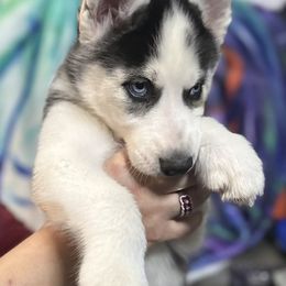 Siberian Husky Puppies from McDonald's Homegrown Huskies