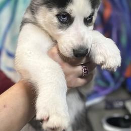 Siberian Husky Puppies from McDonald's Homegrown Huskies