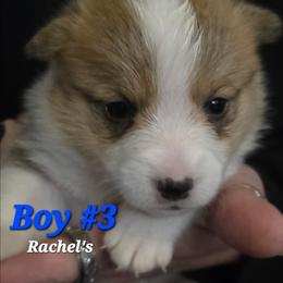 Puppy 3 - Red male Pembroke Welsh Corgi puppy in Buffalo, Wyoming from Diamond K Corgis
