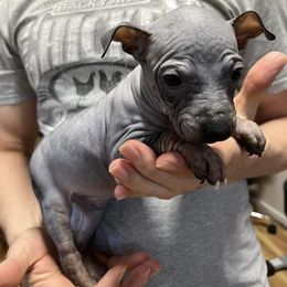 American Hairless Terrier Puppies from Gold Rush Kennels