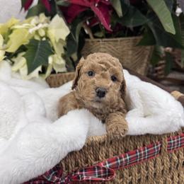 Phoebe - Red  female Goldendoodle puppy in Oregon City, Oregon from Jessica's  Goldendoodle’s