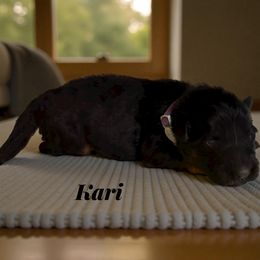 Kari - Black and red female German Shepherd puppy in Beaverdam, Virginia from B&R Kennel