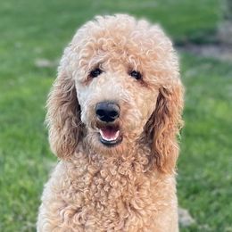 Prim - Poodle