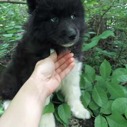 Cross - Black female Siberian Husky puppy in West Liberty, Ohio from Skyfallsiberians