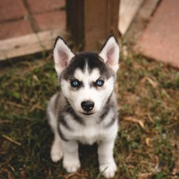 Siberian Husky Puppies from Husky Love and Pups