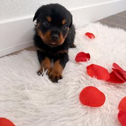 Ramses - Black and mahogany male Rottweiler puppy in Denver, Colorado from Denver Rottweilers