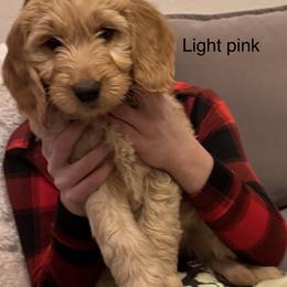 Goldendoodle Puppies from Golden Mesa Doodles