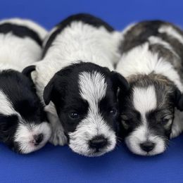 Miniature Schnauzers from Parti Time Miniature Schnauzers