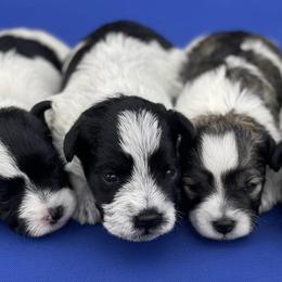 Miniature Schnauzers from Parti Time Miniature Schnauzers