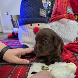 Labrador Retriever Puppies from Starfire Labradors