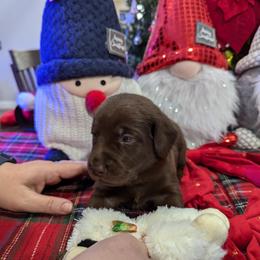 Labrador Retriever Puppies from Starfire Labradors