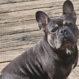 Milo - French Bulldog