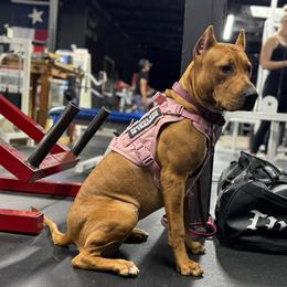 HONEY - Fawn sable female American Bully puppy in Texas from TEXAS BULLY FAMILY