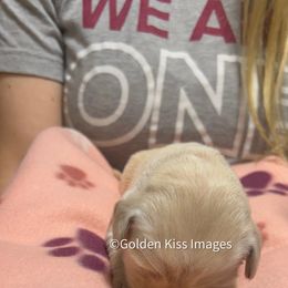 Golden Retriever Puppies from Golden Kiss Retrievers