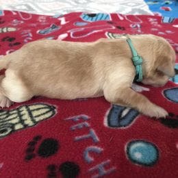 Girl 3 - Golden Retriever puppy in Argyle, Texas from Randalls Golden Retrievers