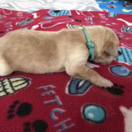 Girl 3 - Golden Retriever puppy in Argyle, Texas from Randalls Golden Retrievers