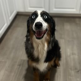 Luna - Miniature Australian Shepherd