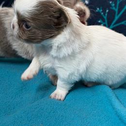 Gage - Blue and white male Chihuahua puppy in Newport Beach, California from Exotic City Pomeranians and chihuahuas