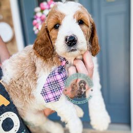 Rocky Road - Parti male Goldendoodle puppy in Marion, Ohio from Doodles & Doxies