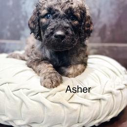 Asher - Sable male Goldendoodle puppy in Pasco, Washington from Camp Doodle Woods