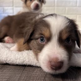 Miniature Australian Shepherd Puppies from Hadden's Aussies