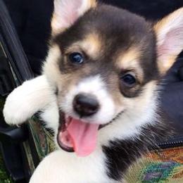 Pembroke Welsh Corgis from Santa Margarita Corgis
