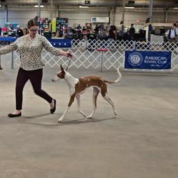 Ibizan Hound Puppies from AirO'Doe Ibizans
