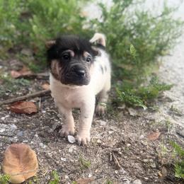 Peppermint - Black male Chinese Shar-Pei puppy in Lehigh Acres, Florida from Florida Wrinkles