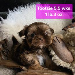 Tootsie - Chocolate and tan female Shih Tzu puppy in Center Point, Iowa from Puppies in a Box Shih tzus