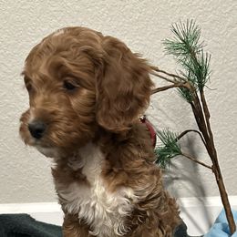 Goldendoodle Puppies from Colorado Dreamin Doodles