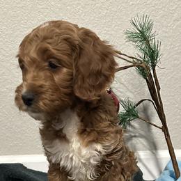 Goldendoodle Puppies from Colorado Dreamin Doodles
