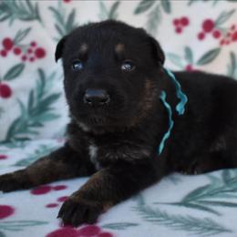 Blue Boy - Black and tan male German Shepherd puppy in Grants Pass, Oregon from Granville German Shepherds