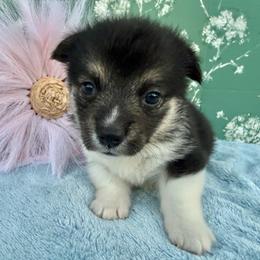 Mississippi-Triple Clear - Black and white female American Corgi puppy in Scottown, Ohio from Wyndy Ridge Corgis