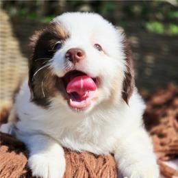 Haven - Price 2150 - Red merle female Miniature Australian Shepherd puppy in Ennis, Texas from God’s Little Aussies