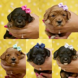 Cavalier King Charles Spaniel, Cavapoo, and Poodle Puppies from Red Skye Cavaliers and Cavapoos