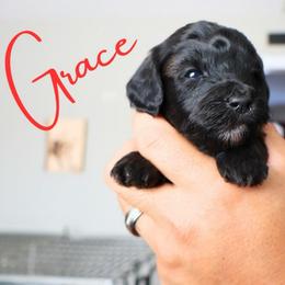 Grace - Black female Goldendoodle puppy in Enfield, Connecticut from Sweet Connecticut Doodles