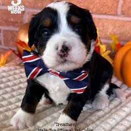 Treasure - Tri-color male Bernedoodle puppy in Orange, Texas from Walk with Me Doodles