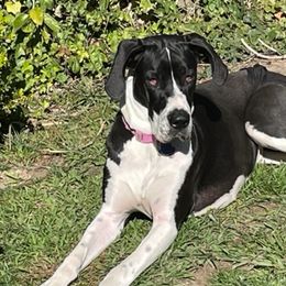 Great Danes from Greene’s Greats