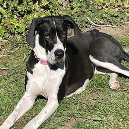 Great Danes from Greene’s Greats