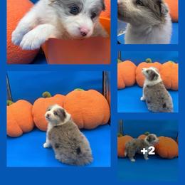 JXL 4 girl - Sable merle female Border Collie puppy in Apple Valley, California from Flying S Ranch Border Collies