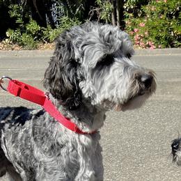 Benny - Goldendoodle